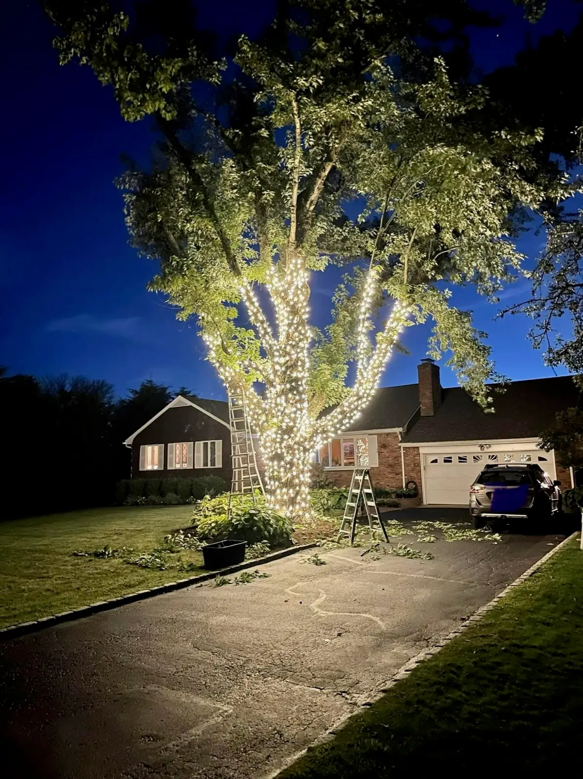 A mature tree with its trunk and limbs wrapped in warm white lights against a deep blue evening sky